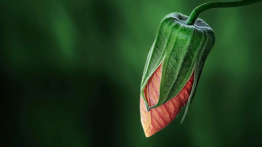 2020-11-22--python基础第一章[计算机网络的应用及turtle]